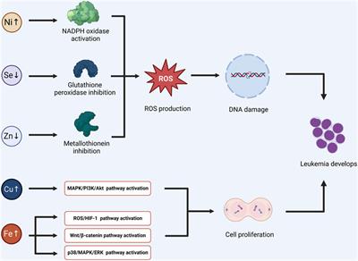 The progress in the relationship between trace elements and acute lymphoblastic leukemia